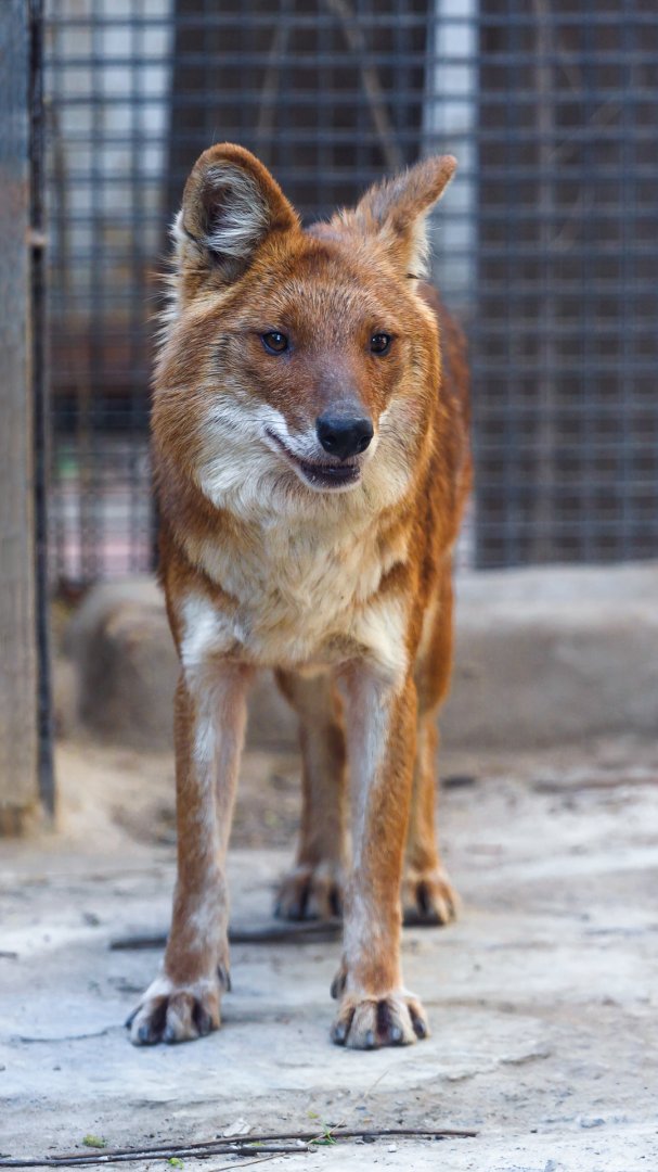 Dhole