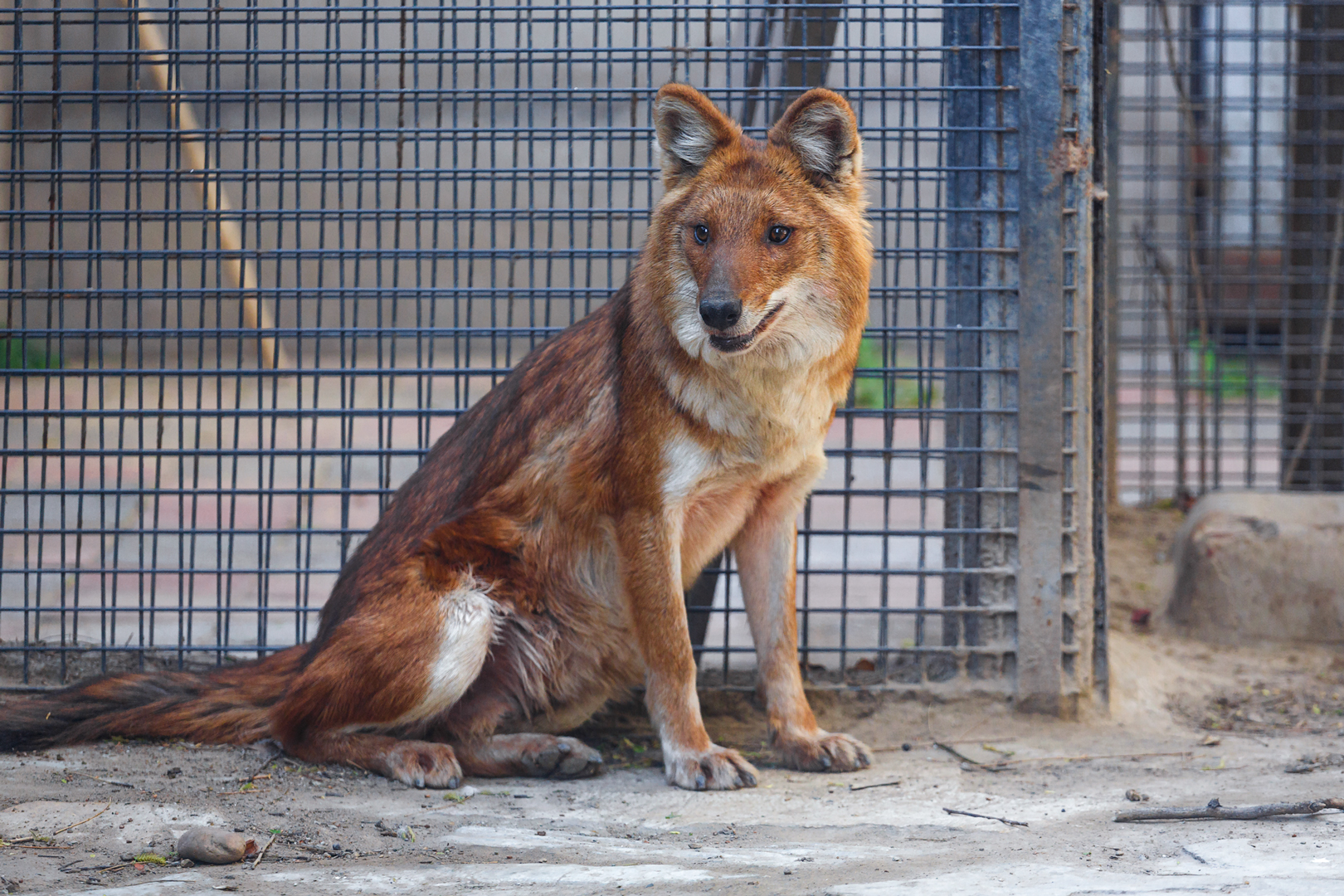 Dhole