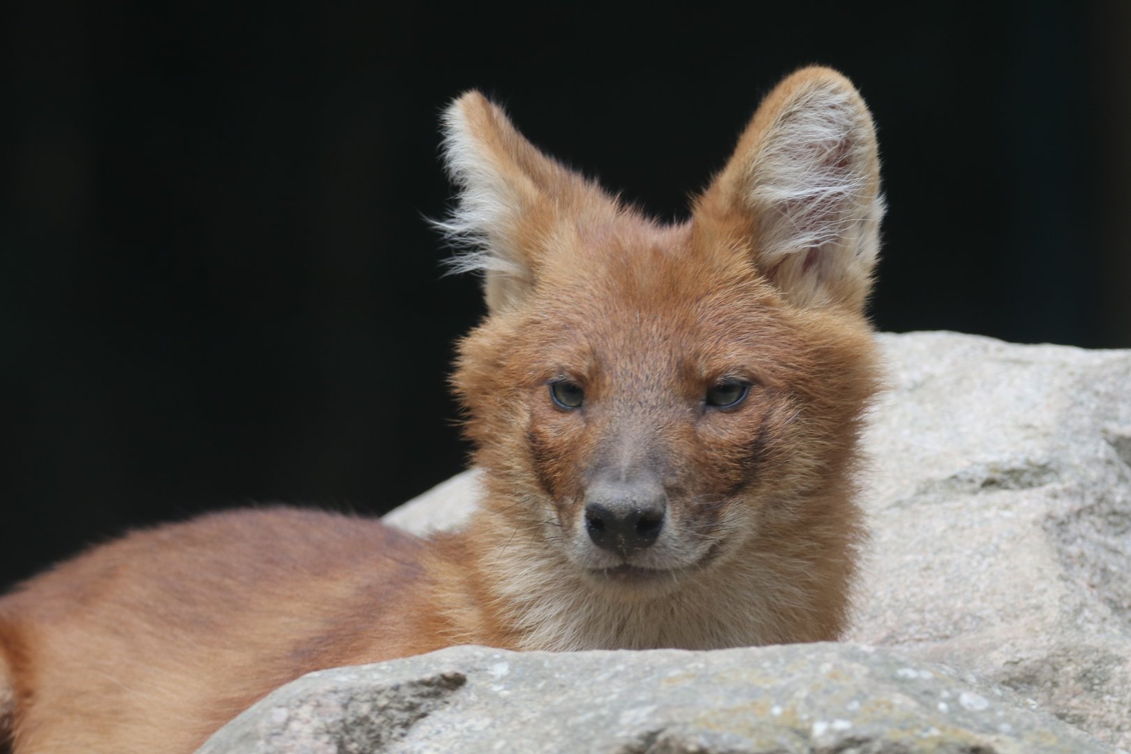 Dhole