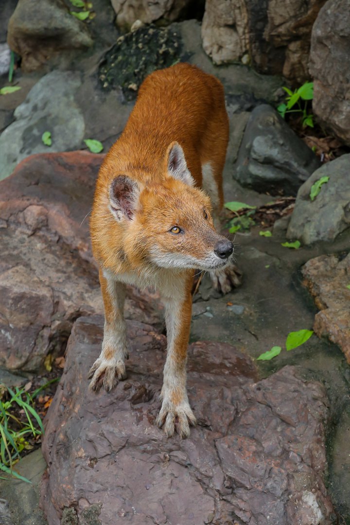 Dhole