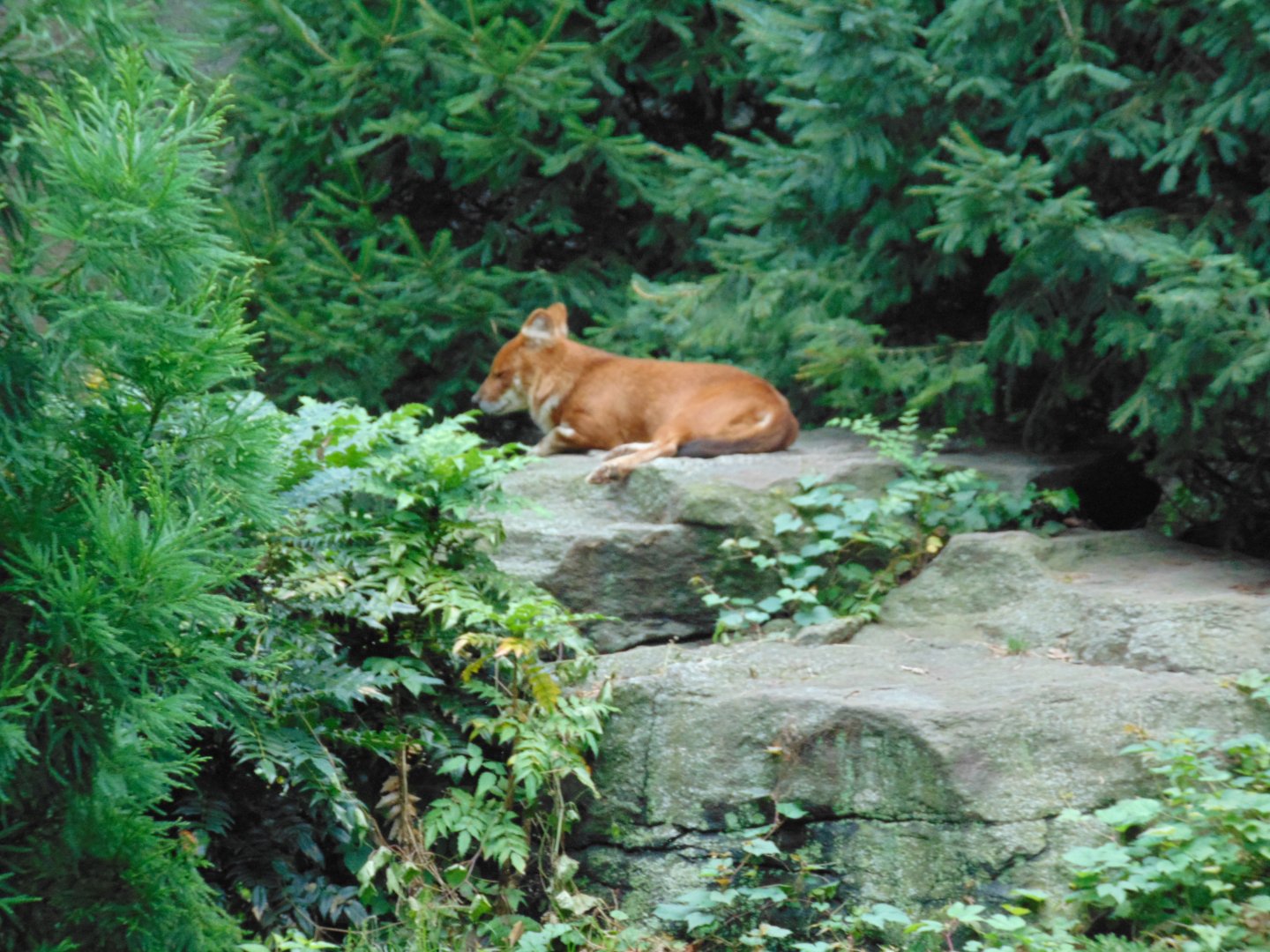Dhole