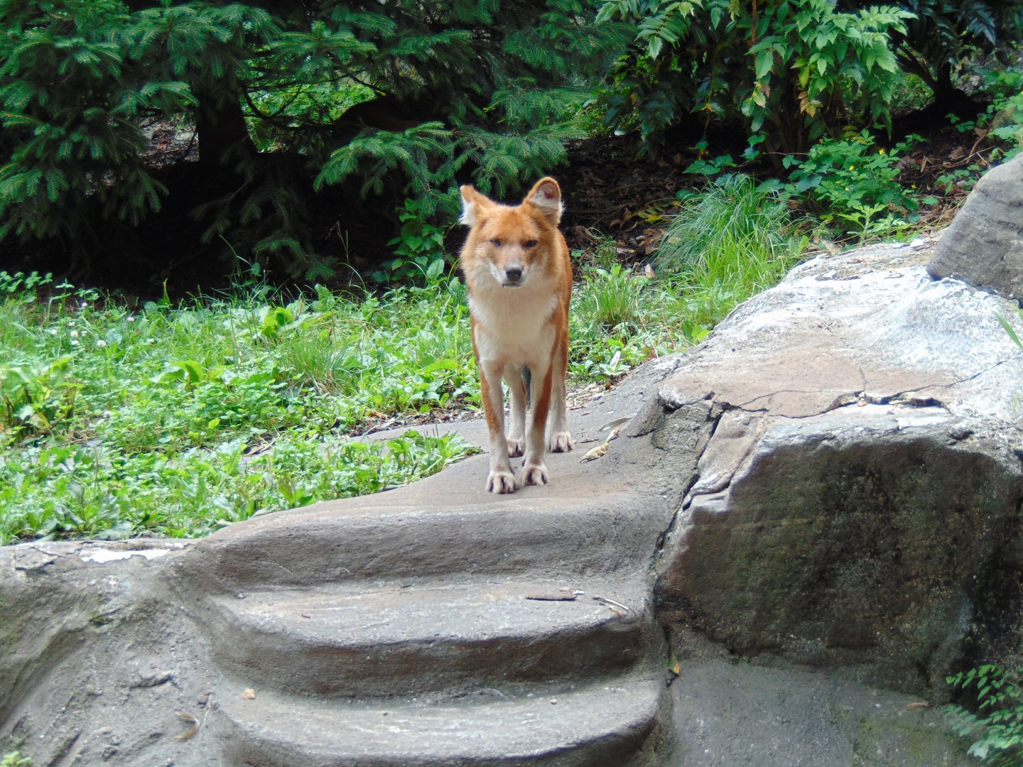 Dhole