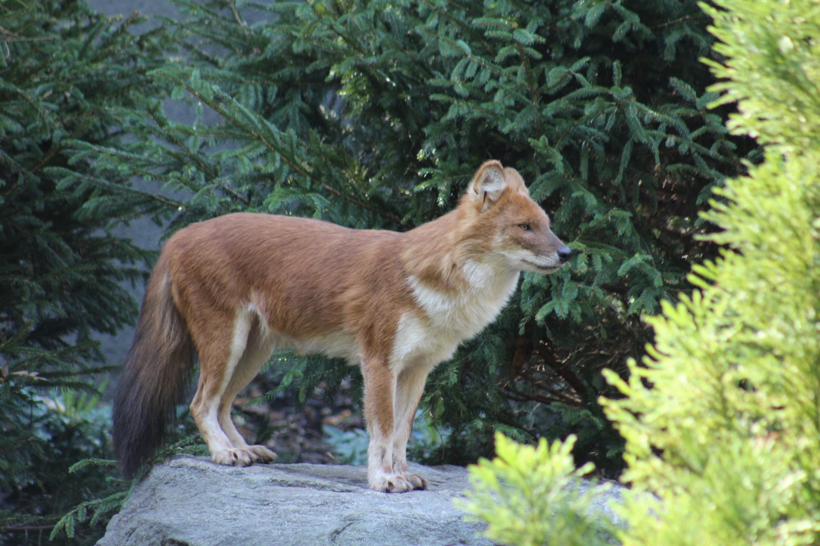Dhole