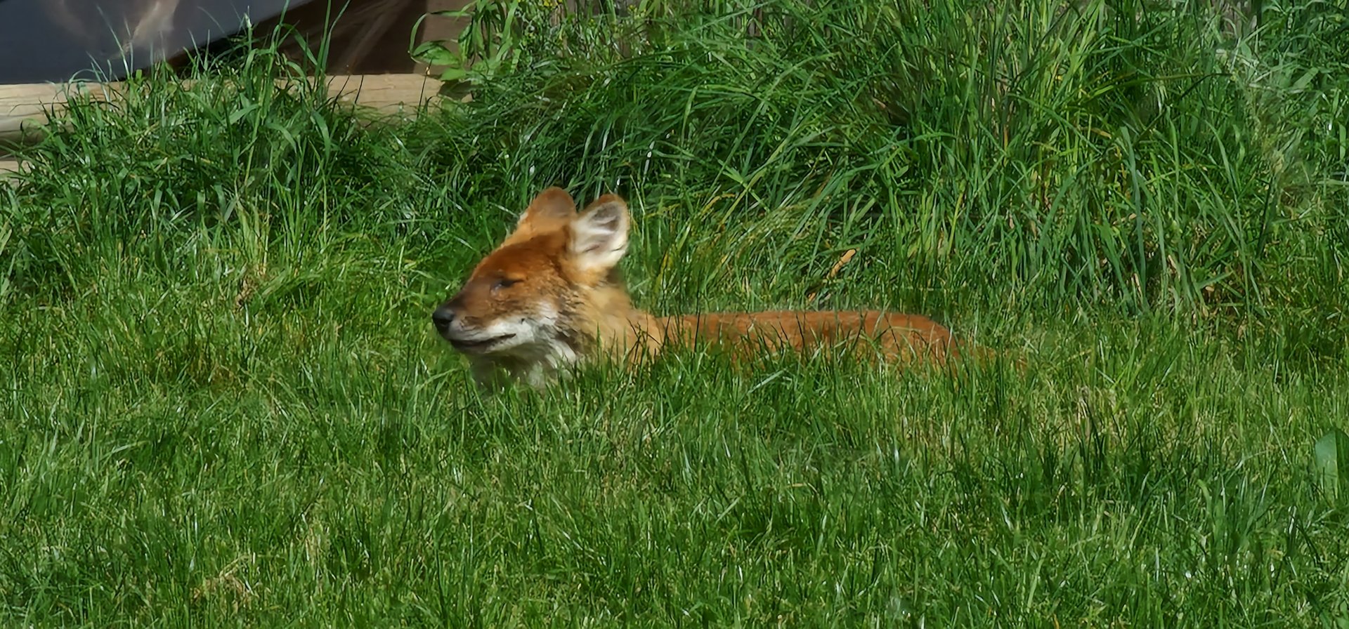 Dhole