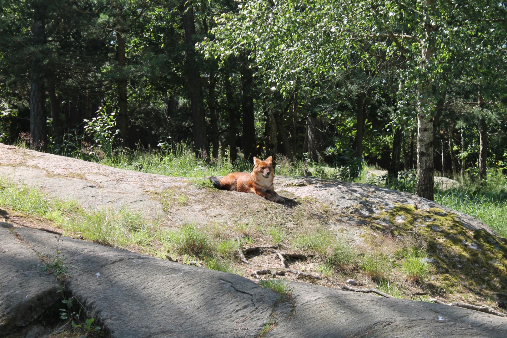 Dhole