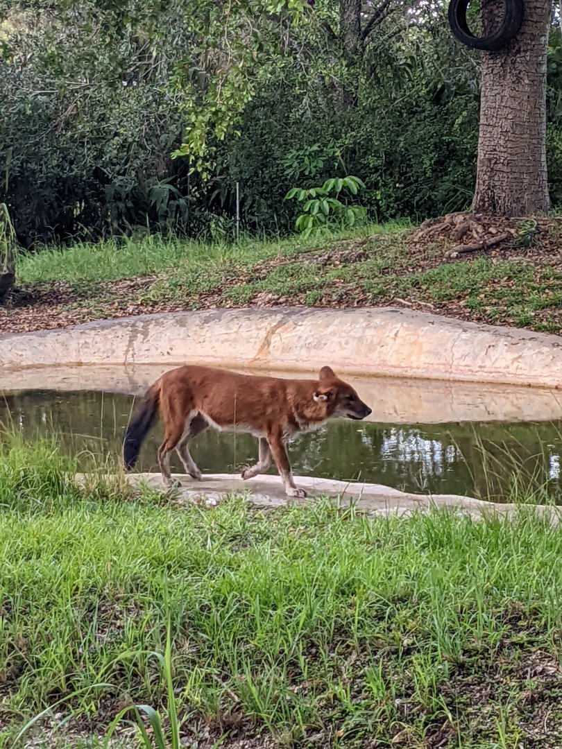Dhole