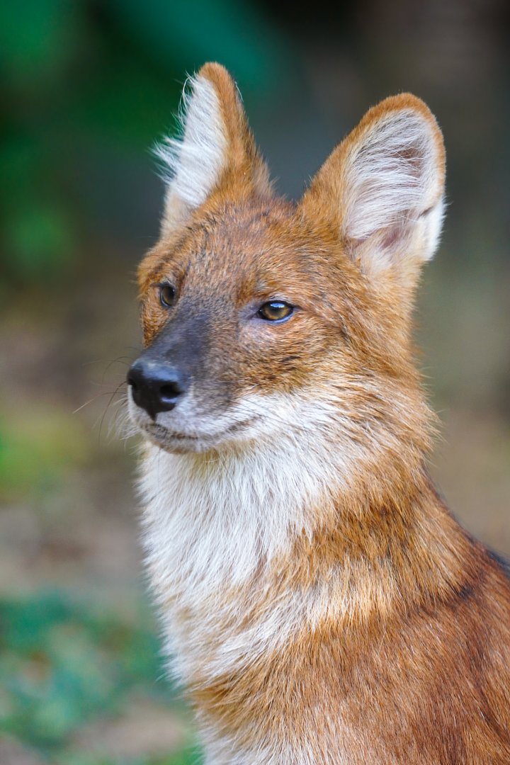 Dhole