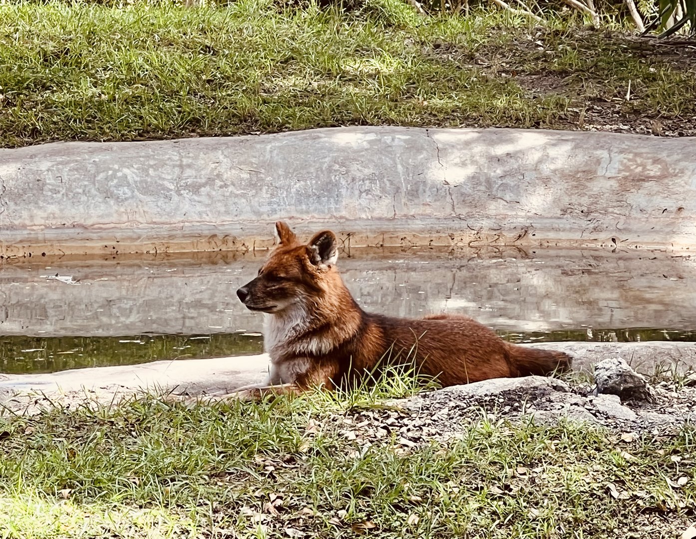 Dhole