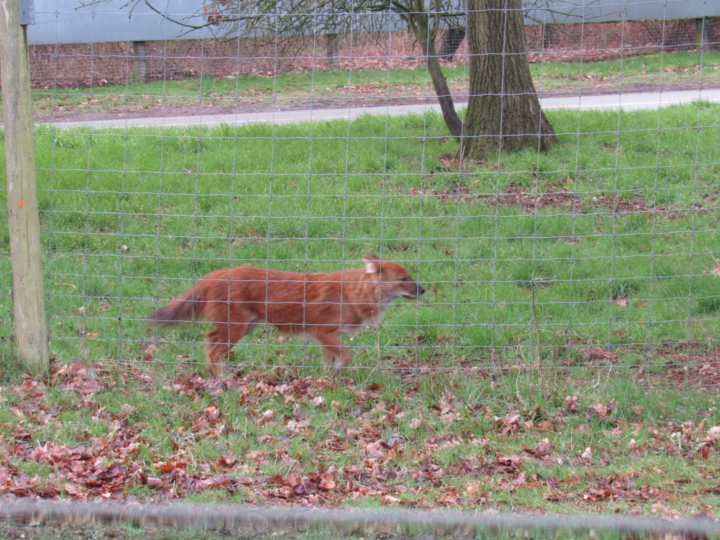 Dhole