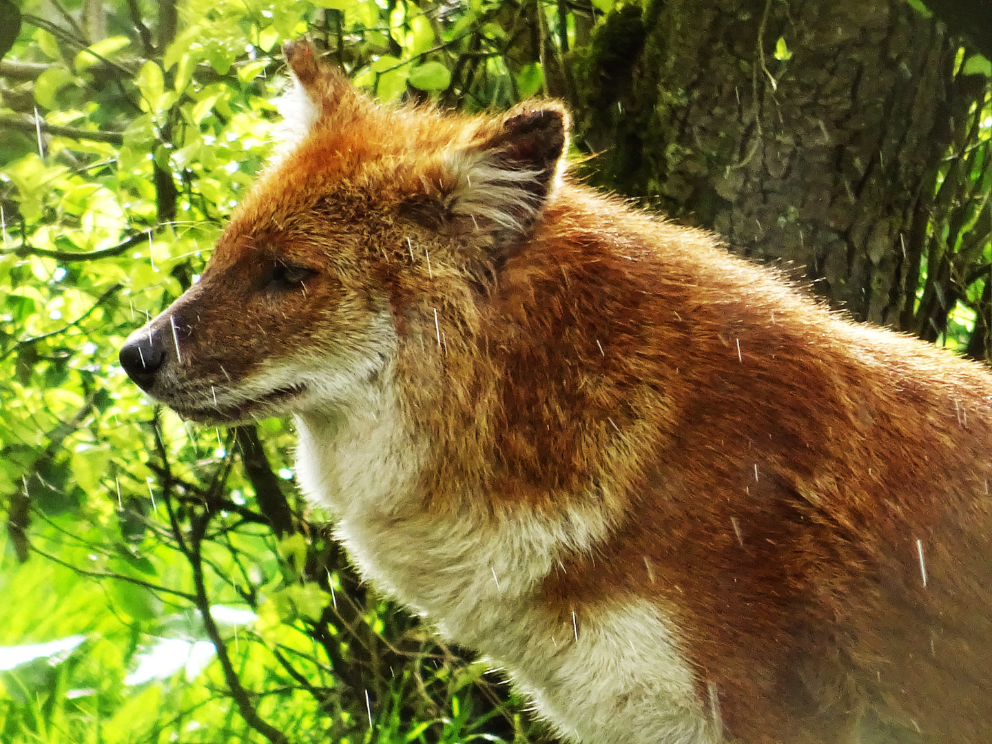 Dhole