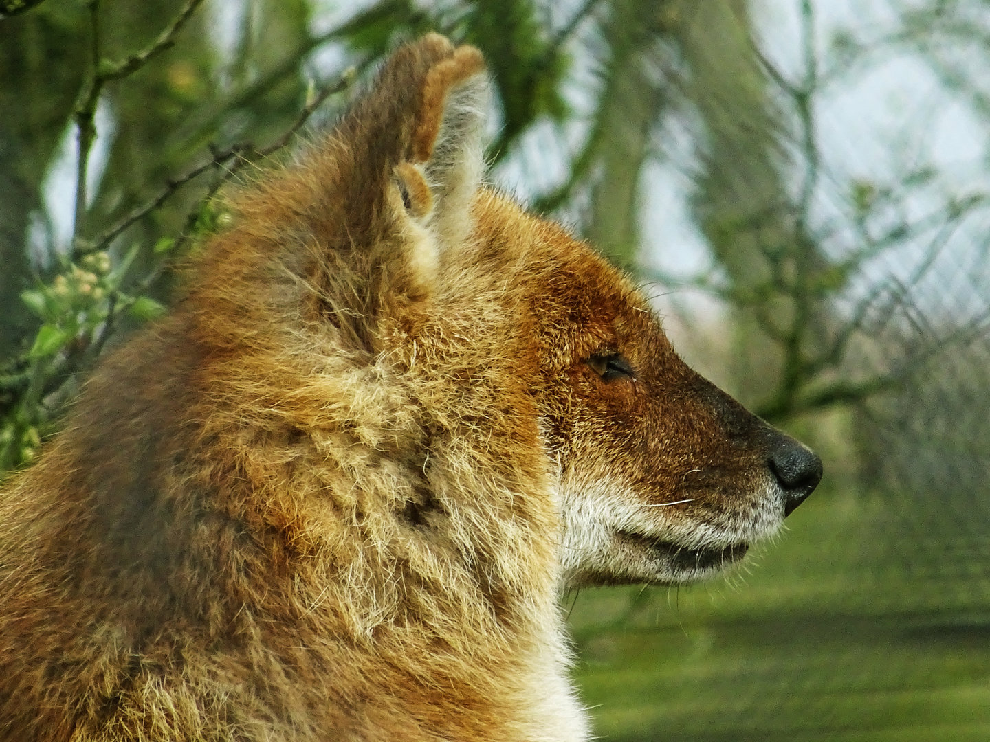Dhole