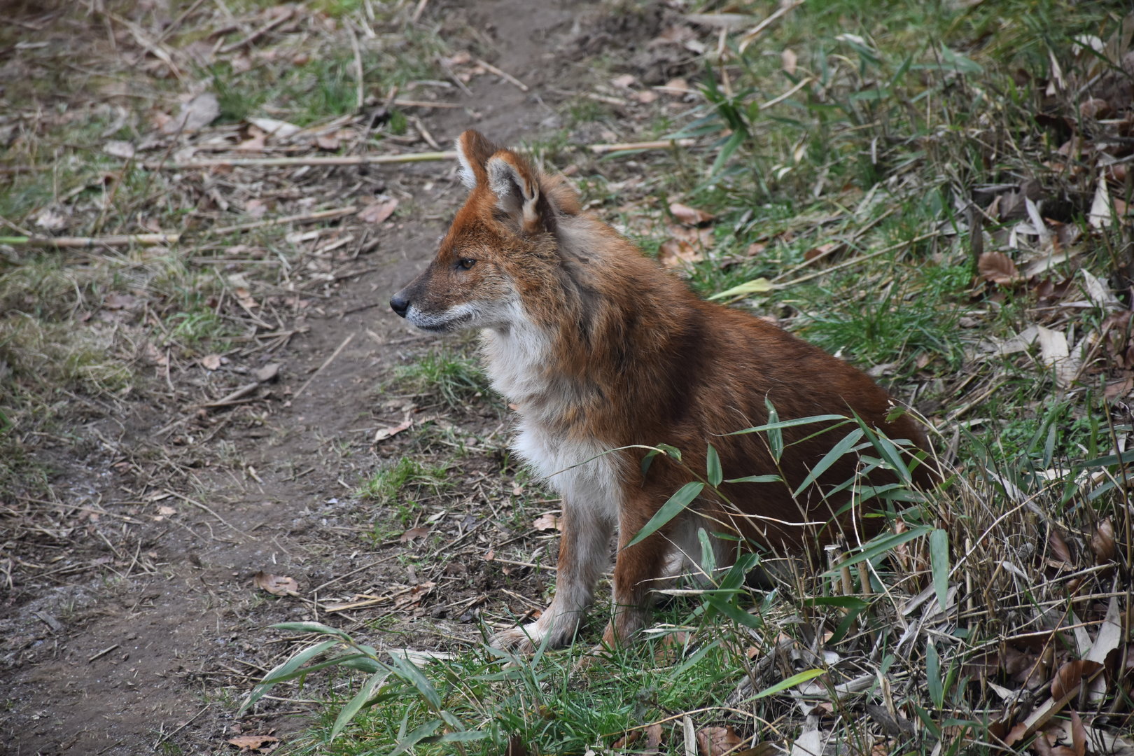 Dhole