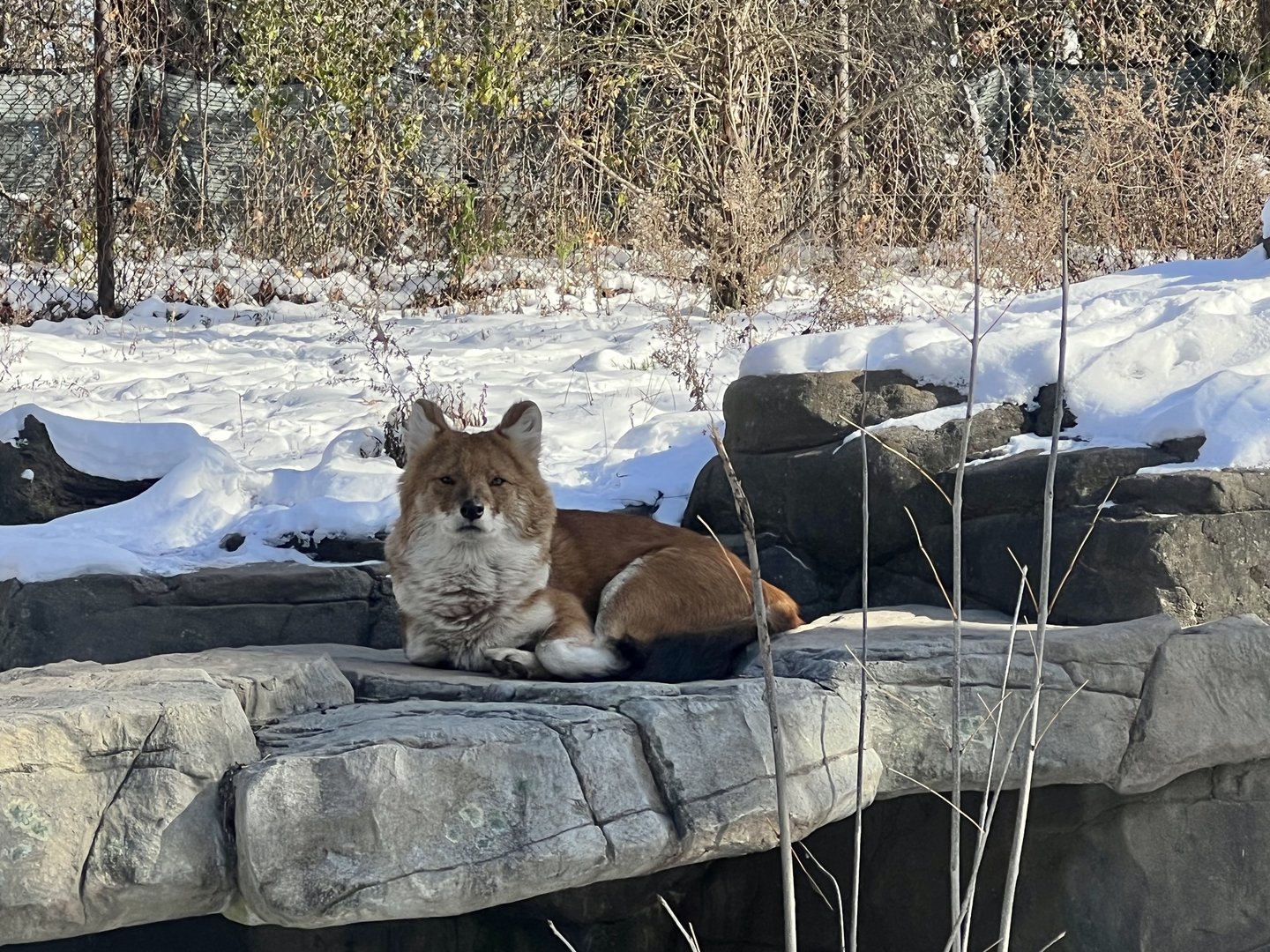 Dhole