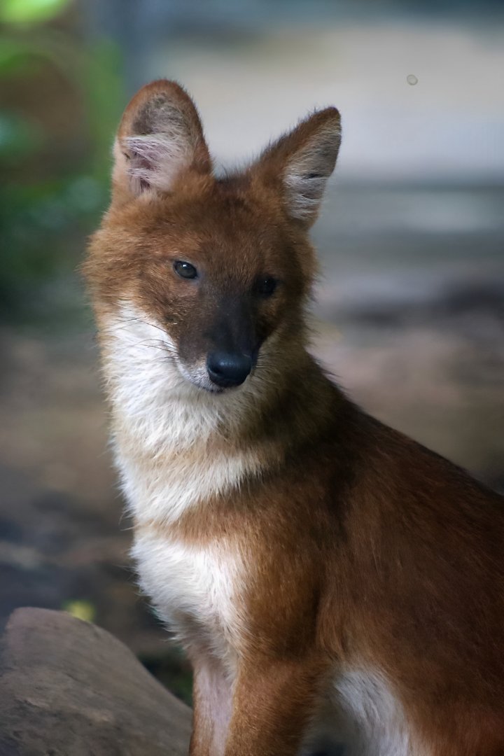 Dhole