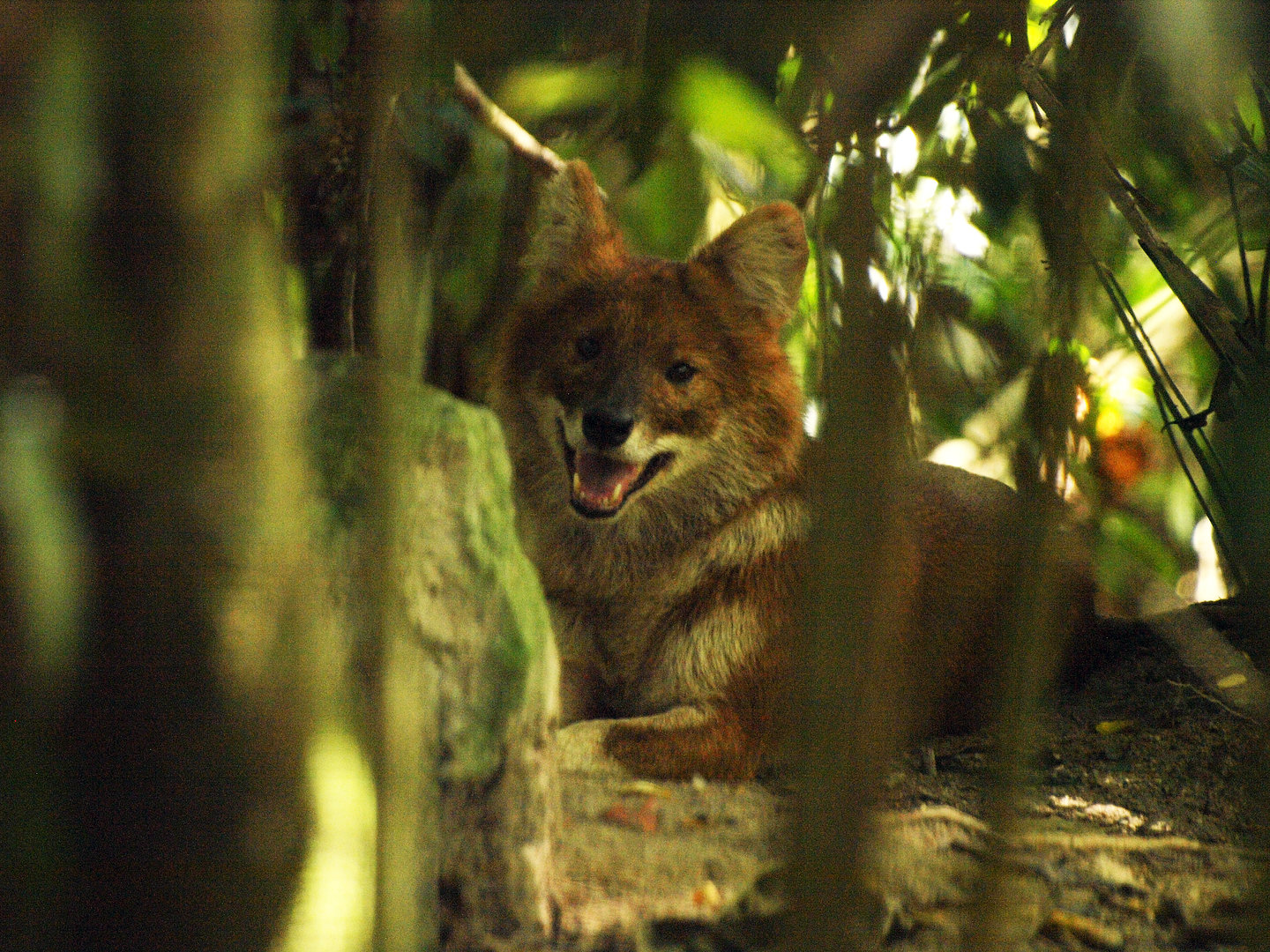 Dhole