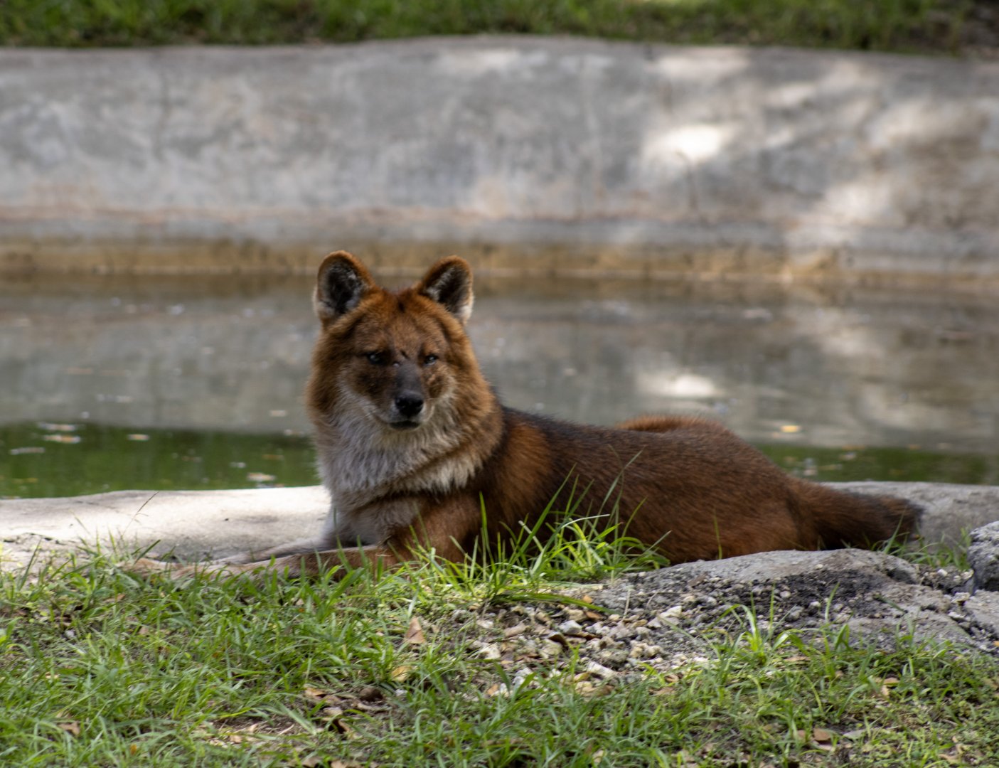 Dhole