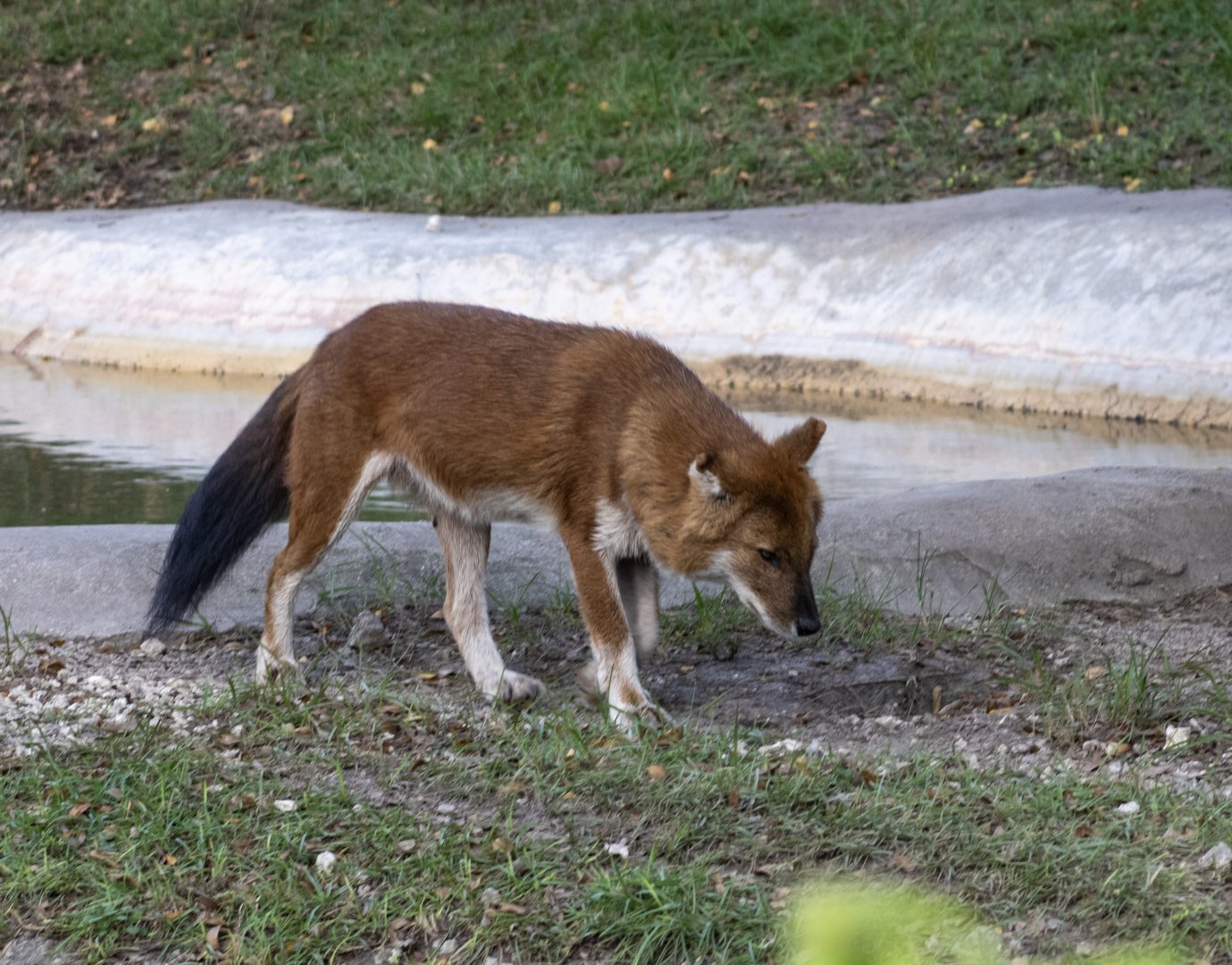 Dhole