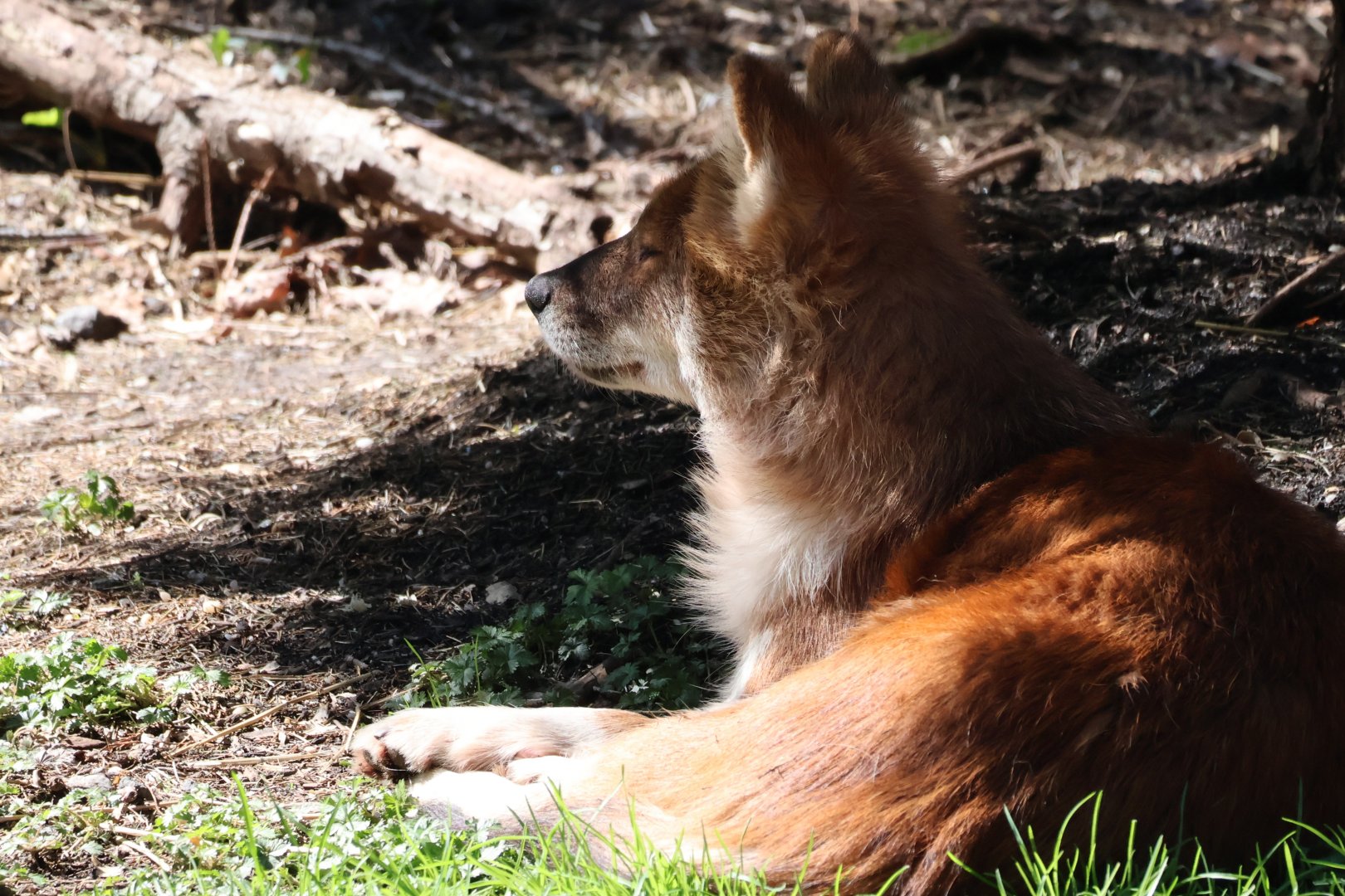 Dhole