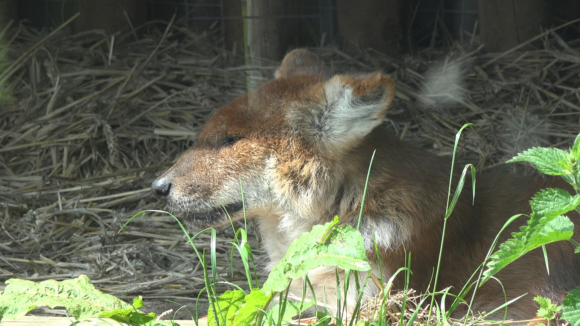 Dhole