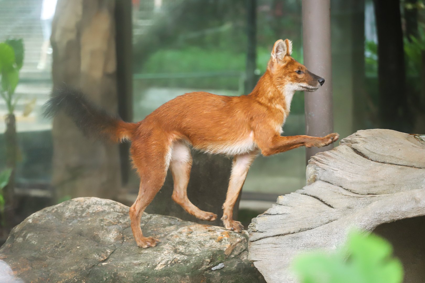 Dhole