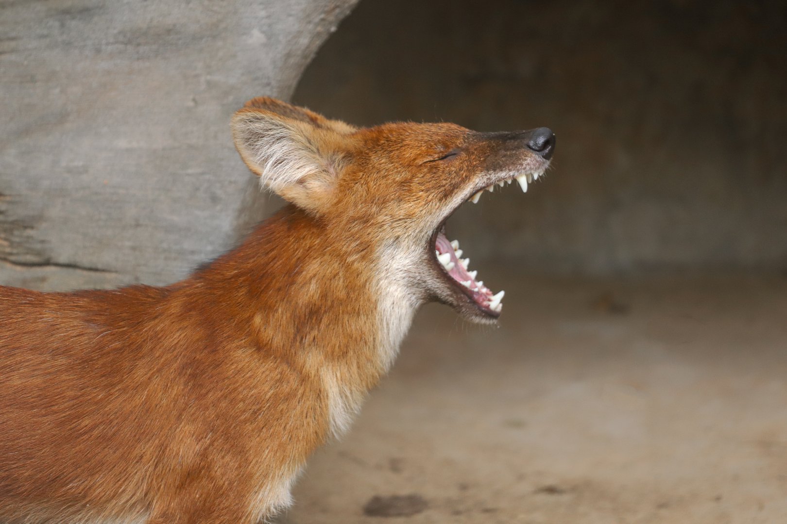 Dhole
