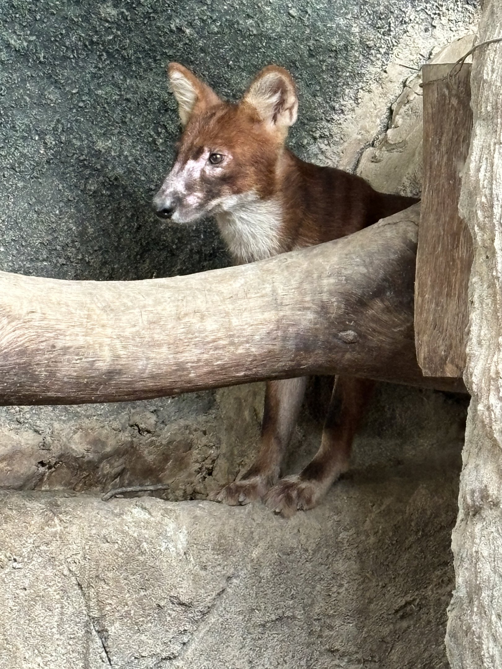 Dhole