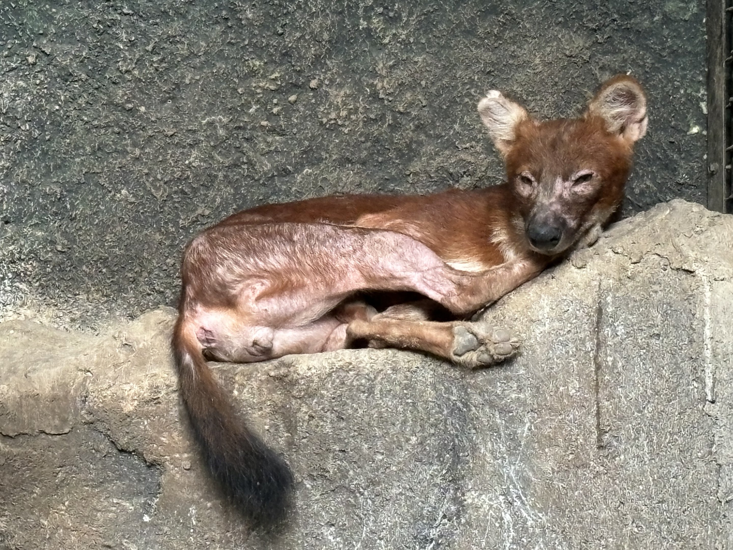 Dhole