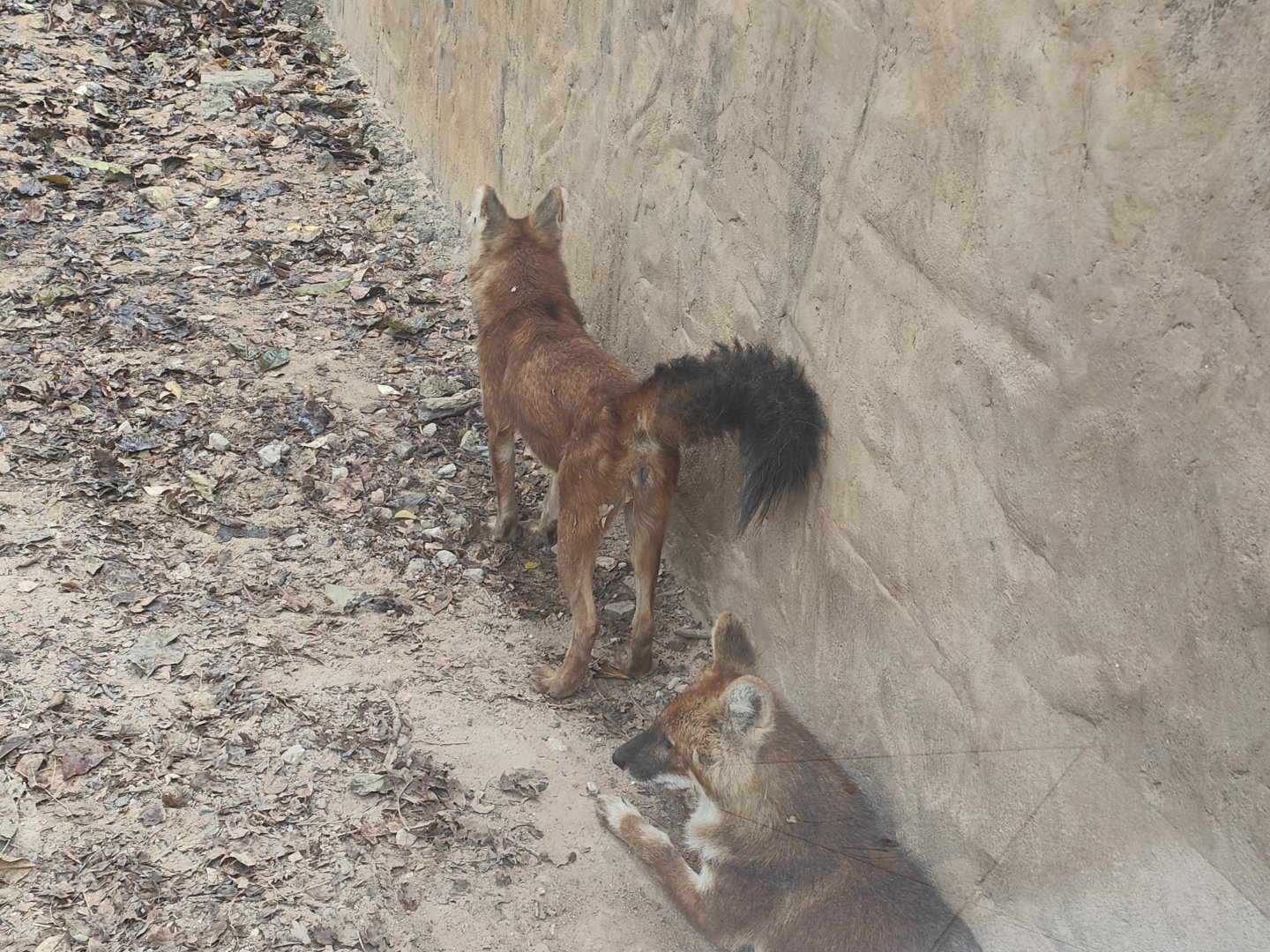 Dhole