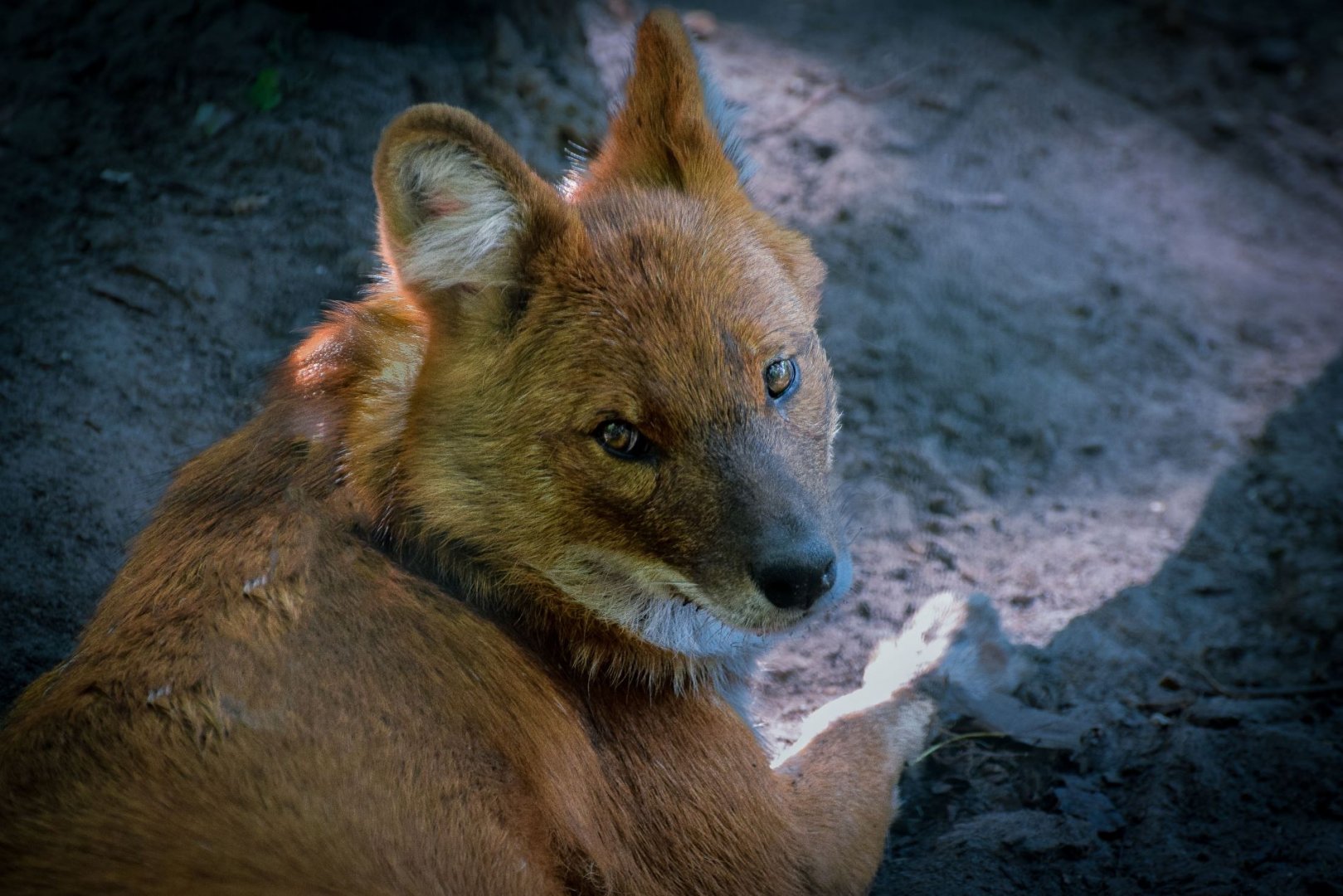 Dhole