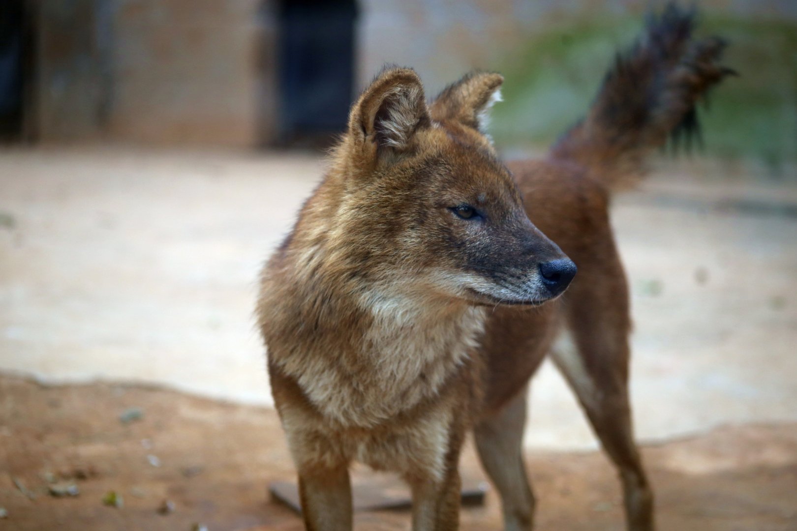 Dhole