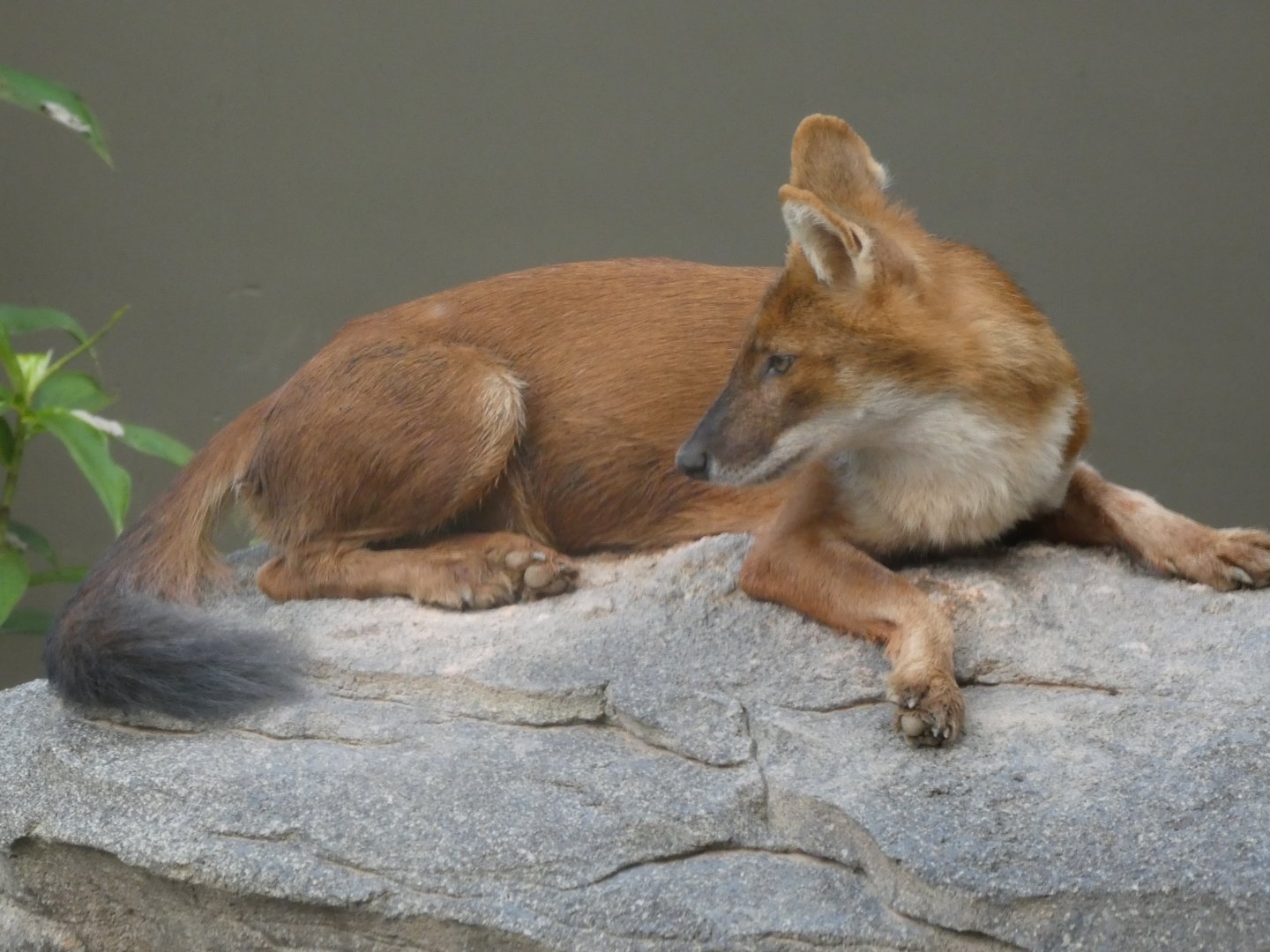 Dhole