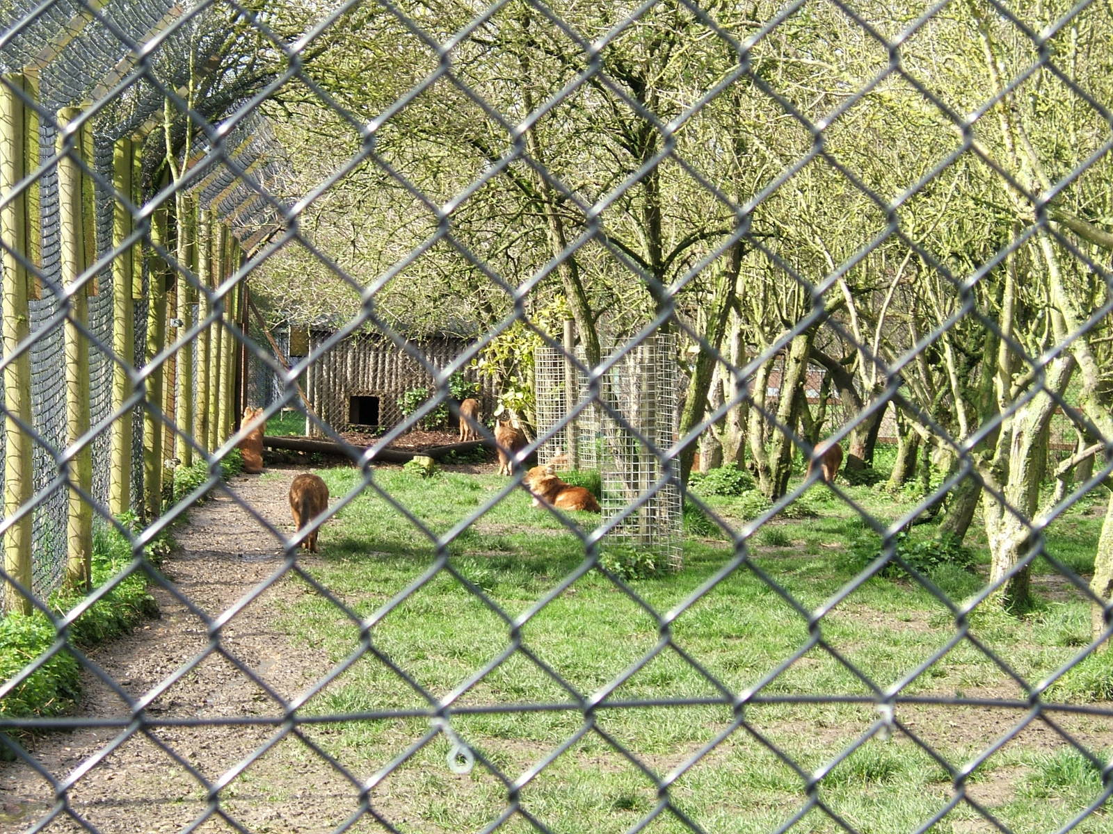 Dholes at Howletts Wild Animal Park, 3 April 2010