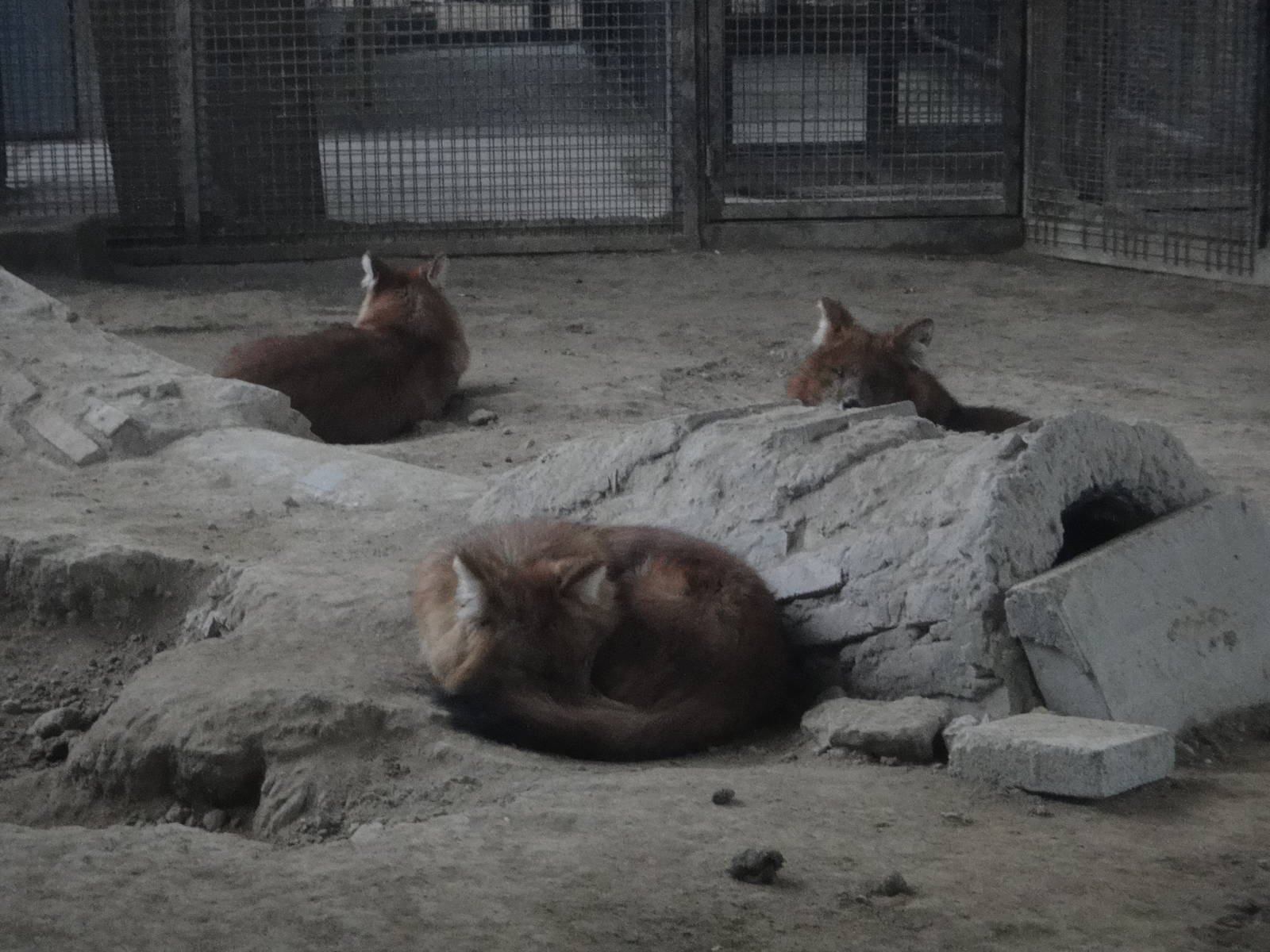 Dholes (Cuon alpinus) sleeping at dusk