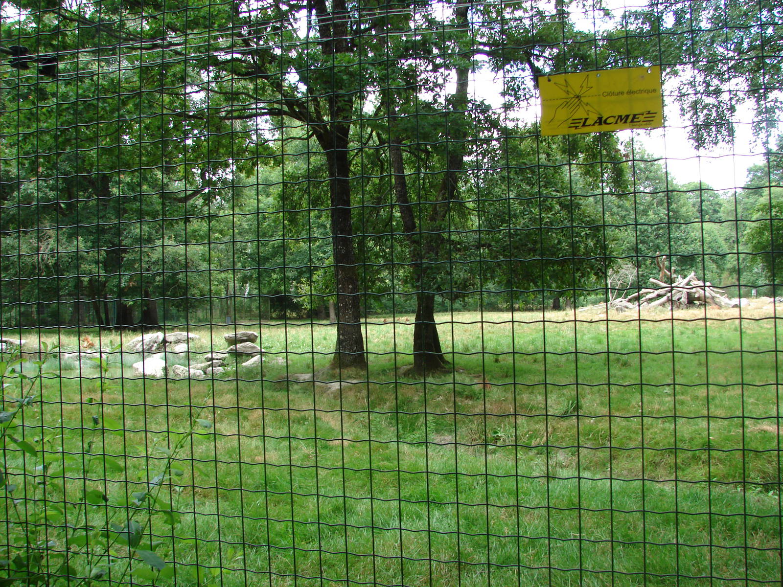 Dholes exhibit (16 animals !)