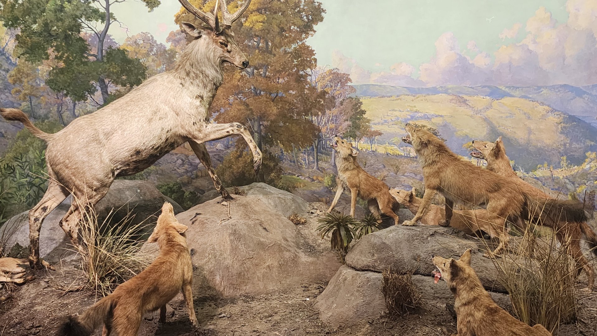 Dholes hunting Sambar