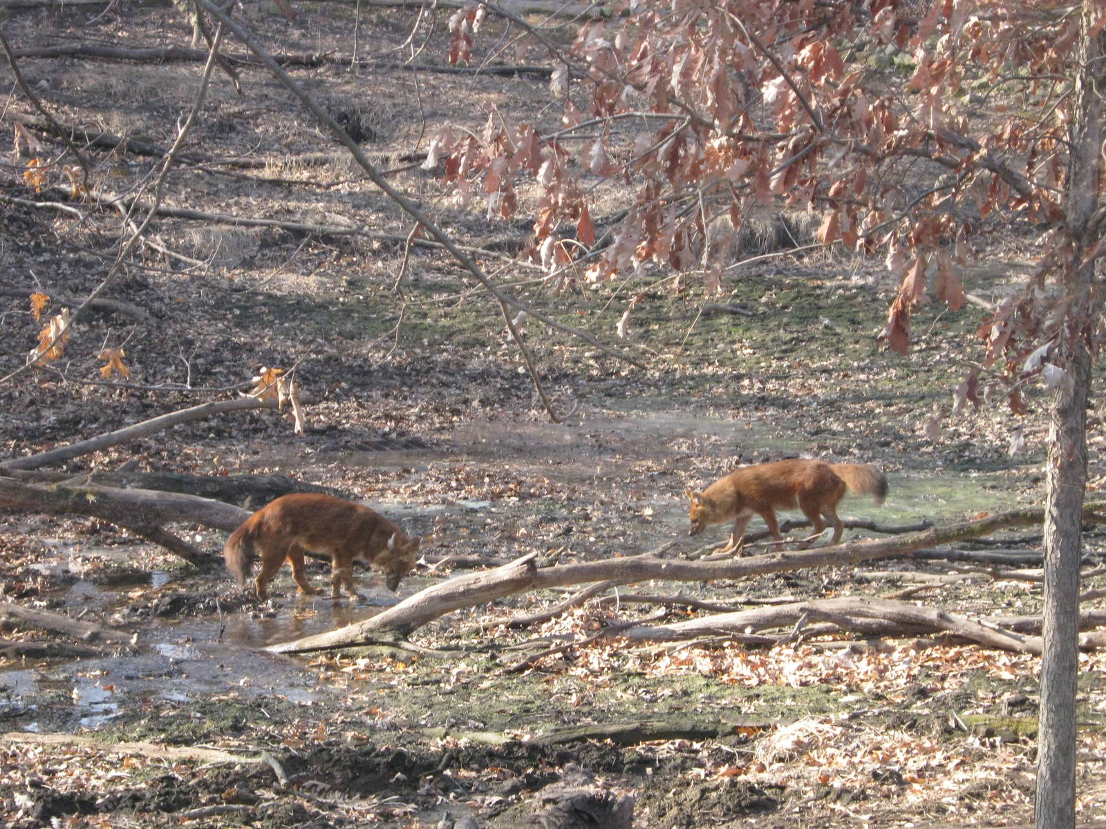 Dholes March 2012