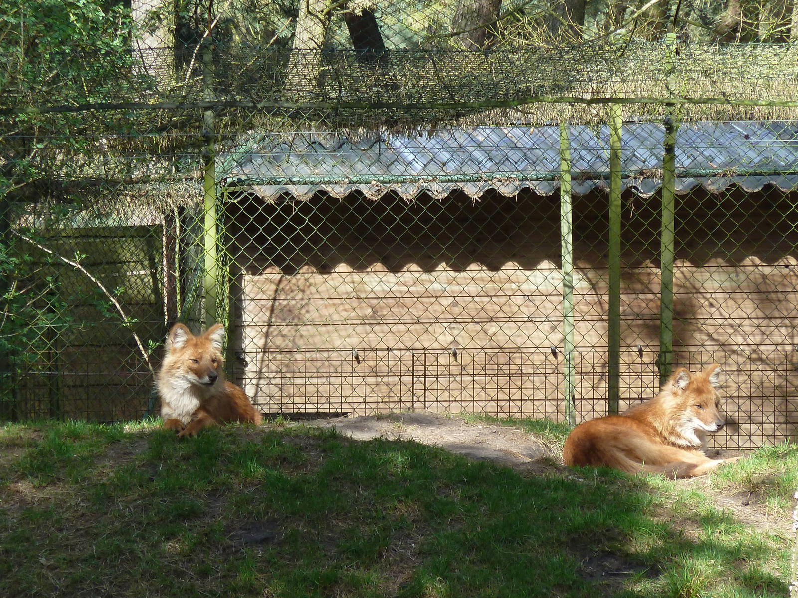 Dholes