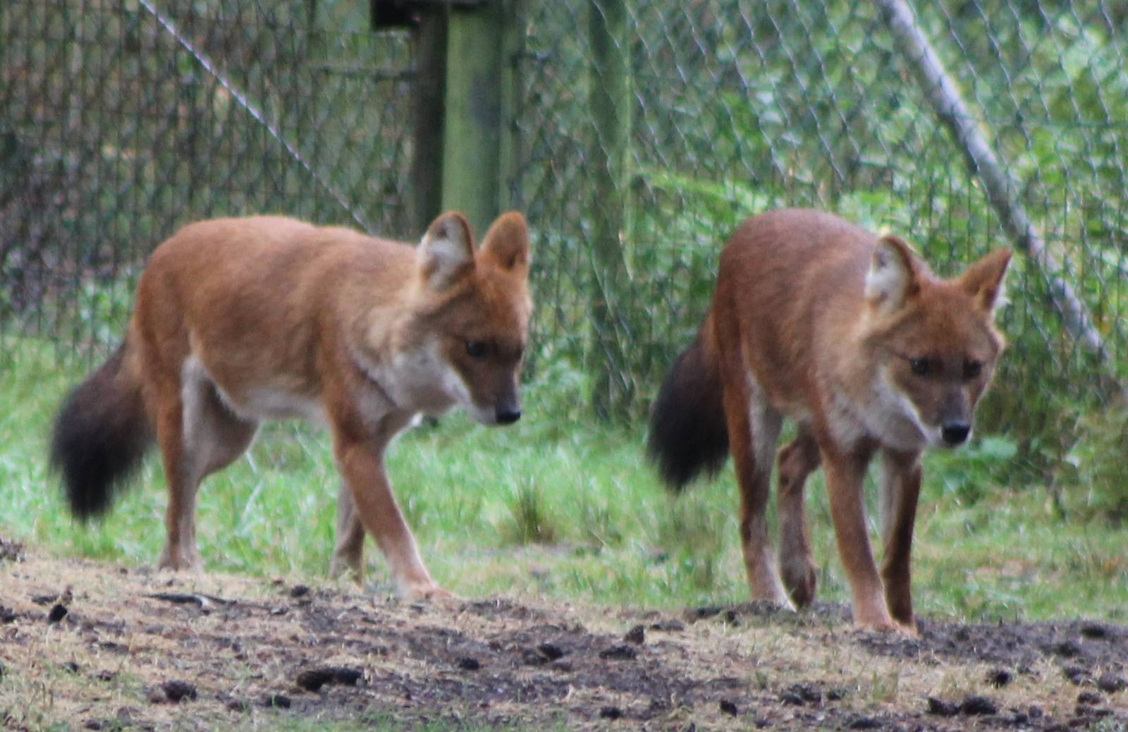 dholes