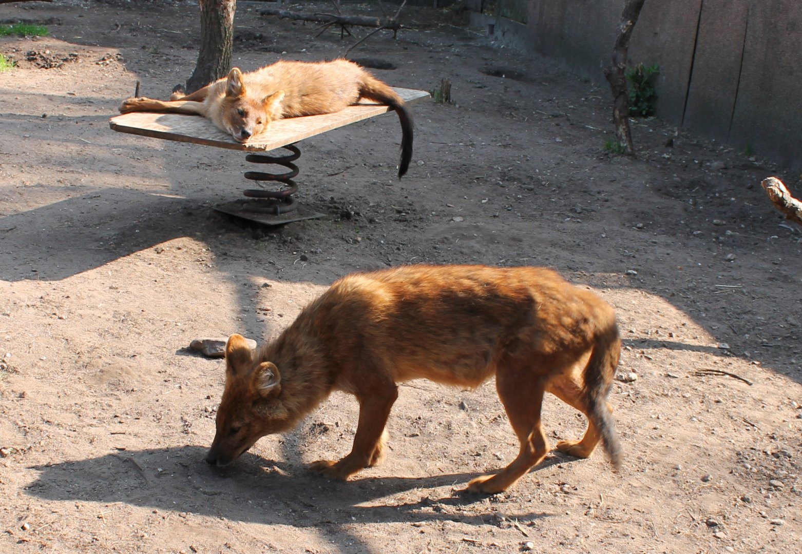 Dholes