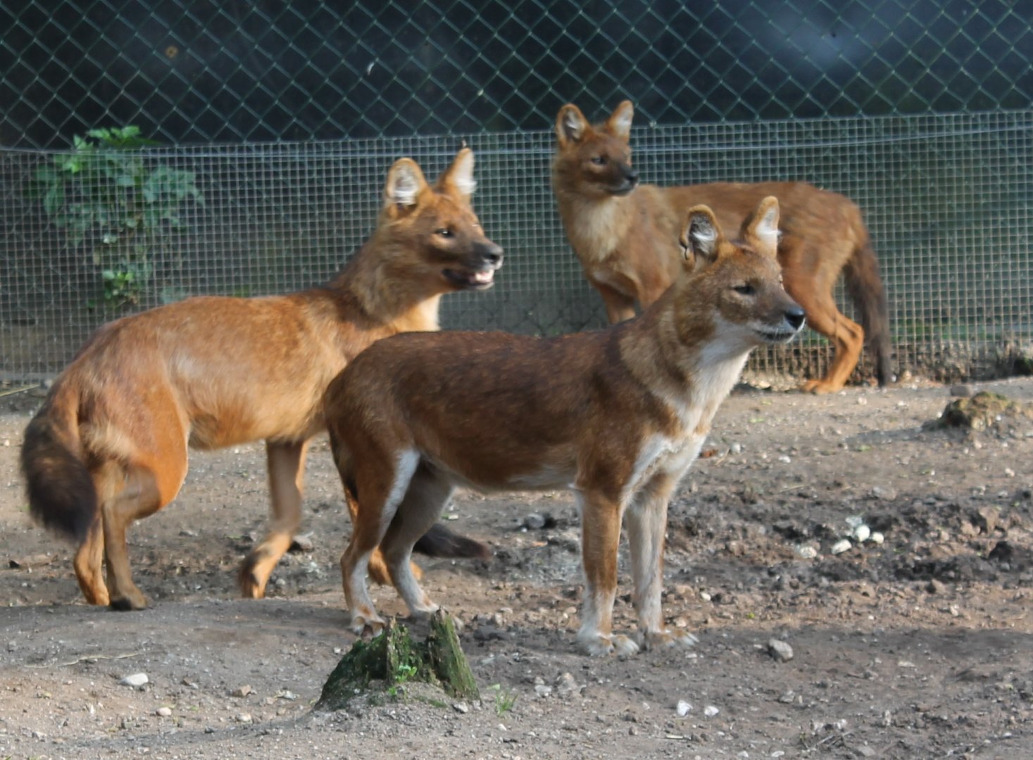 Dholes