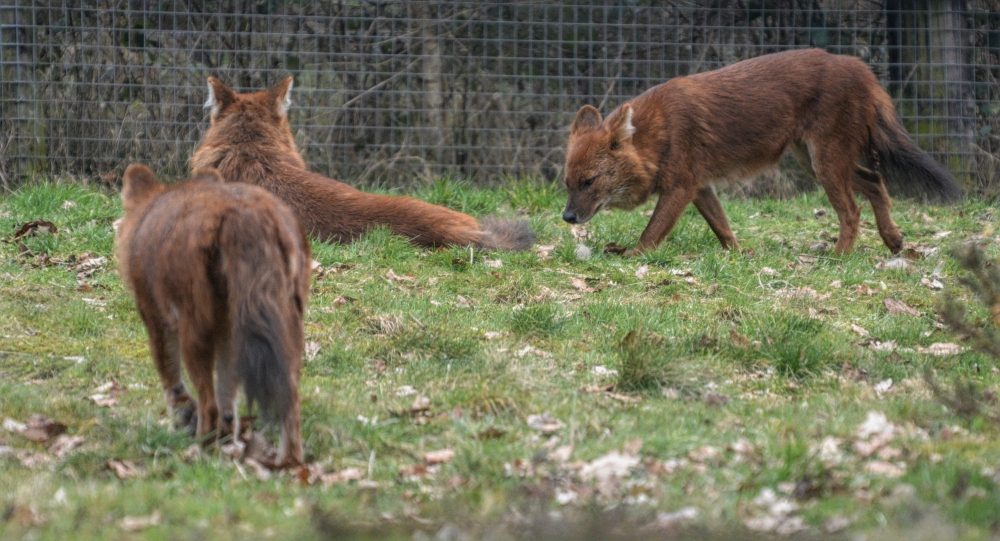 Dholes