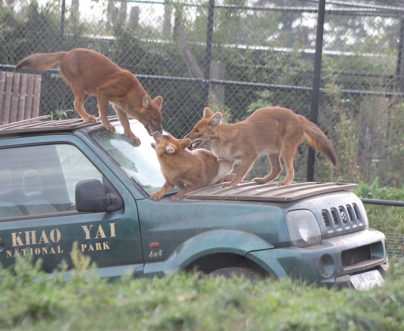 Dholes