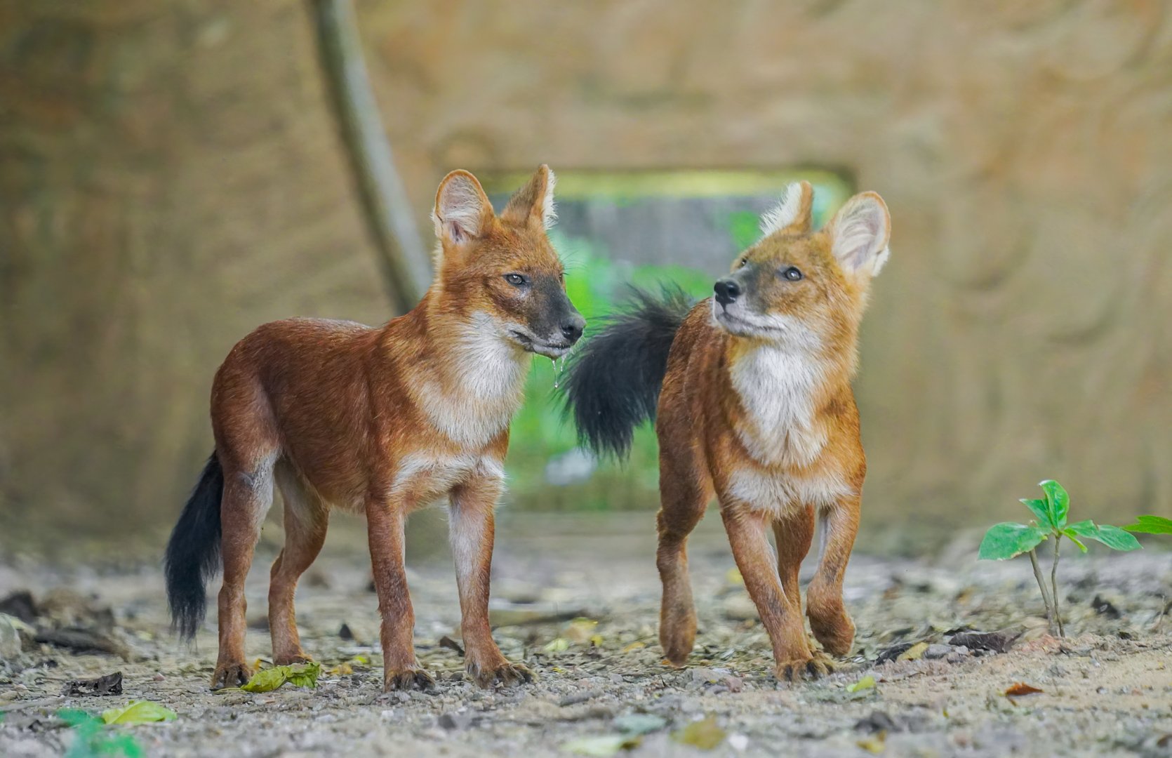 Dholes