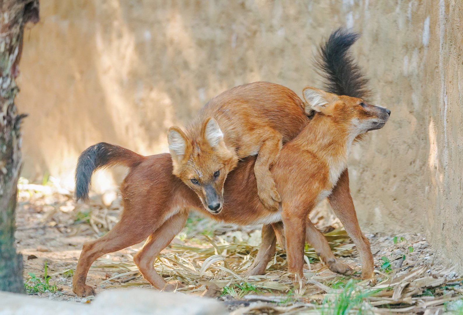 Dholes