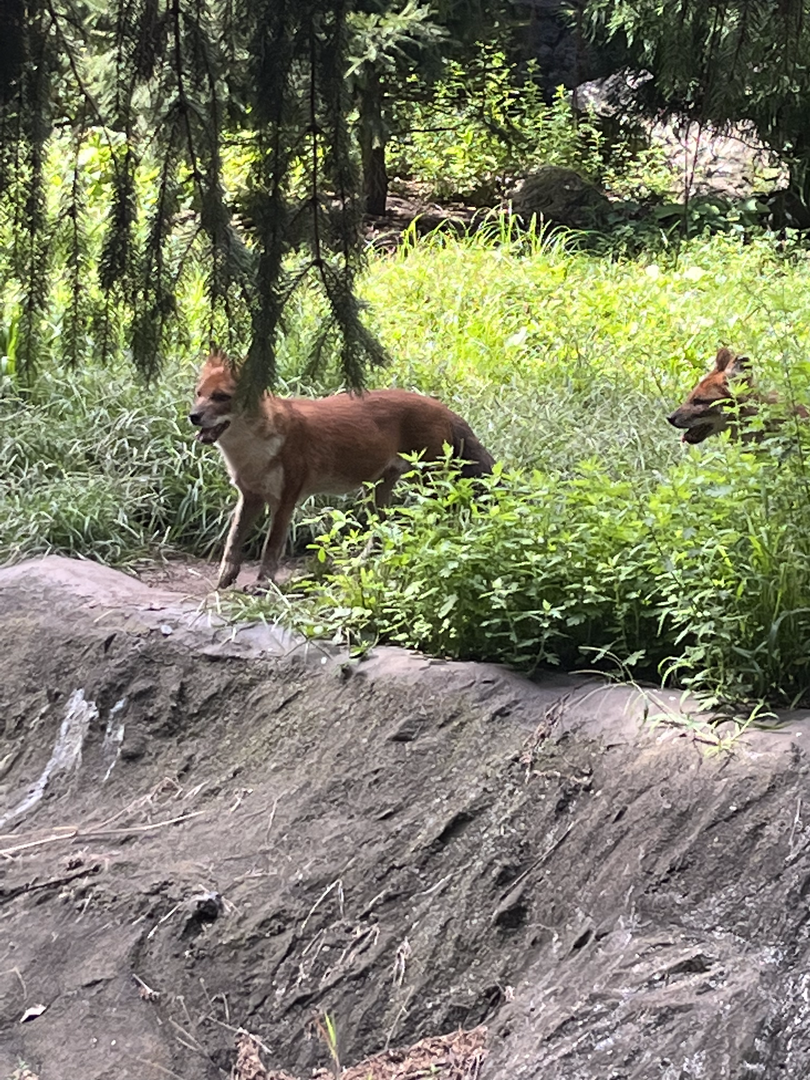 Dholes