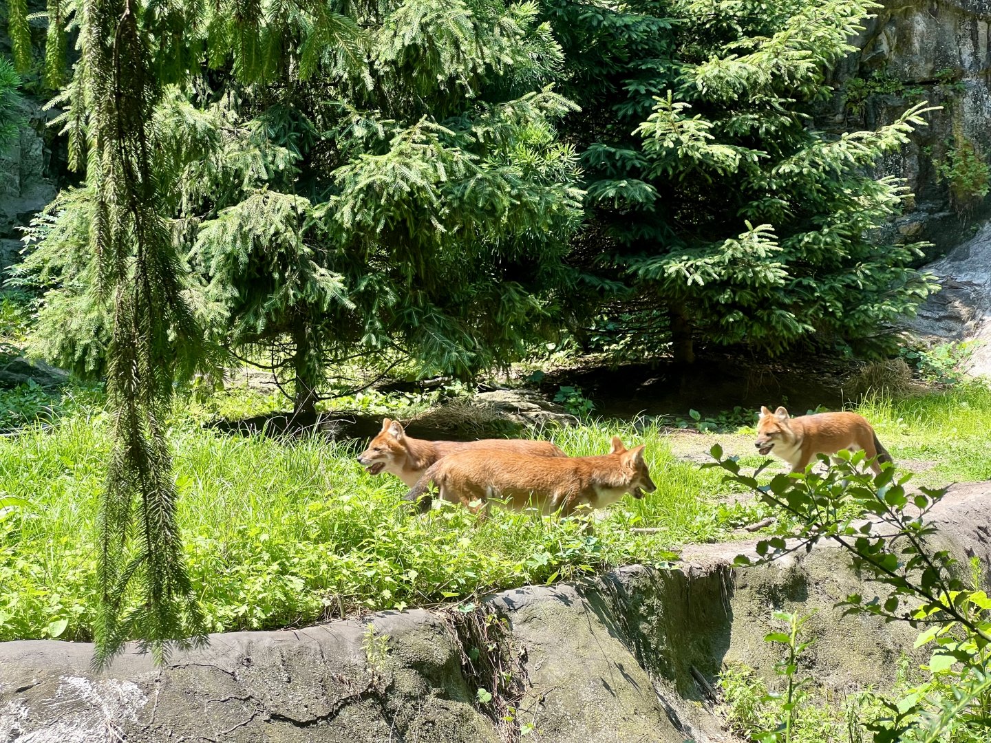 Dholes