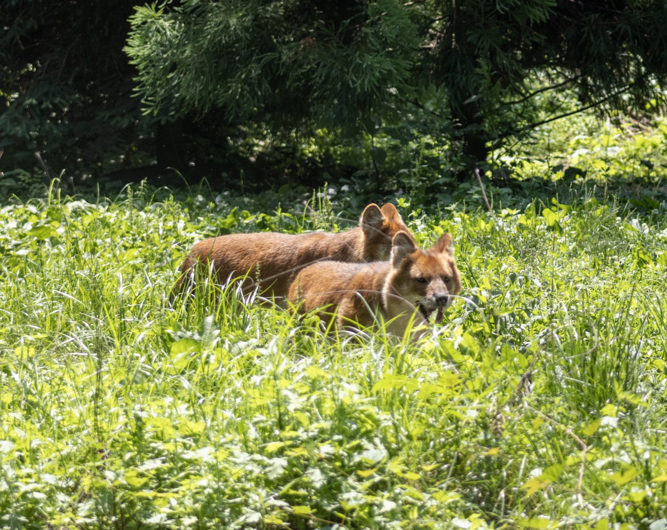 Dholes