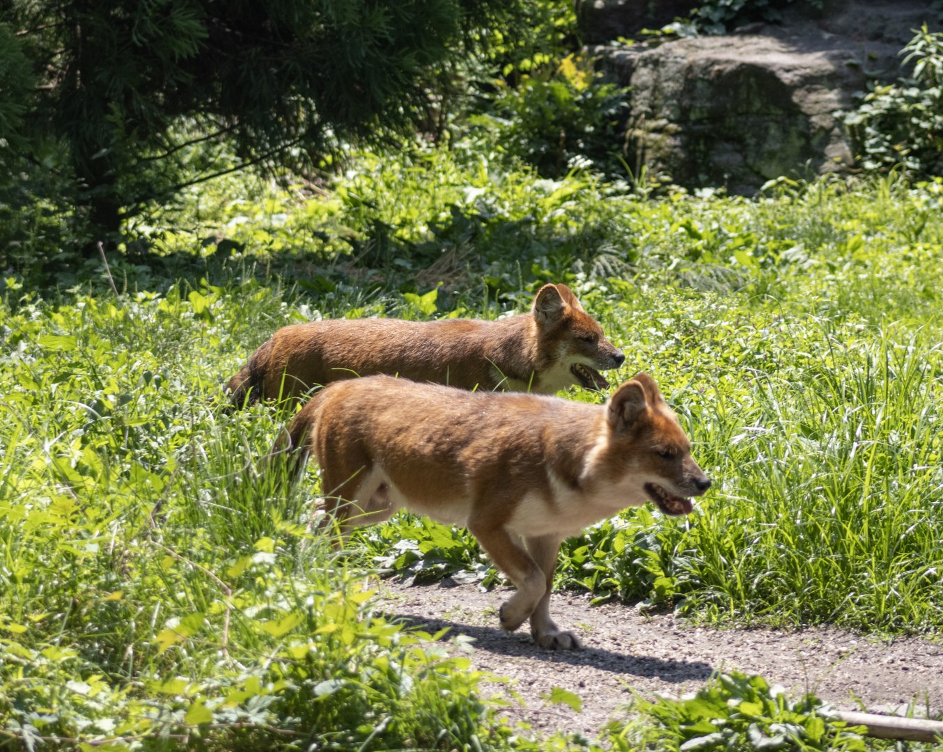 Dholes