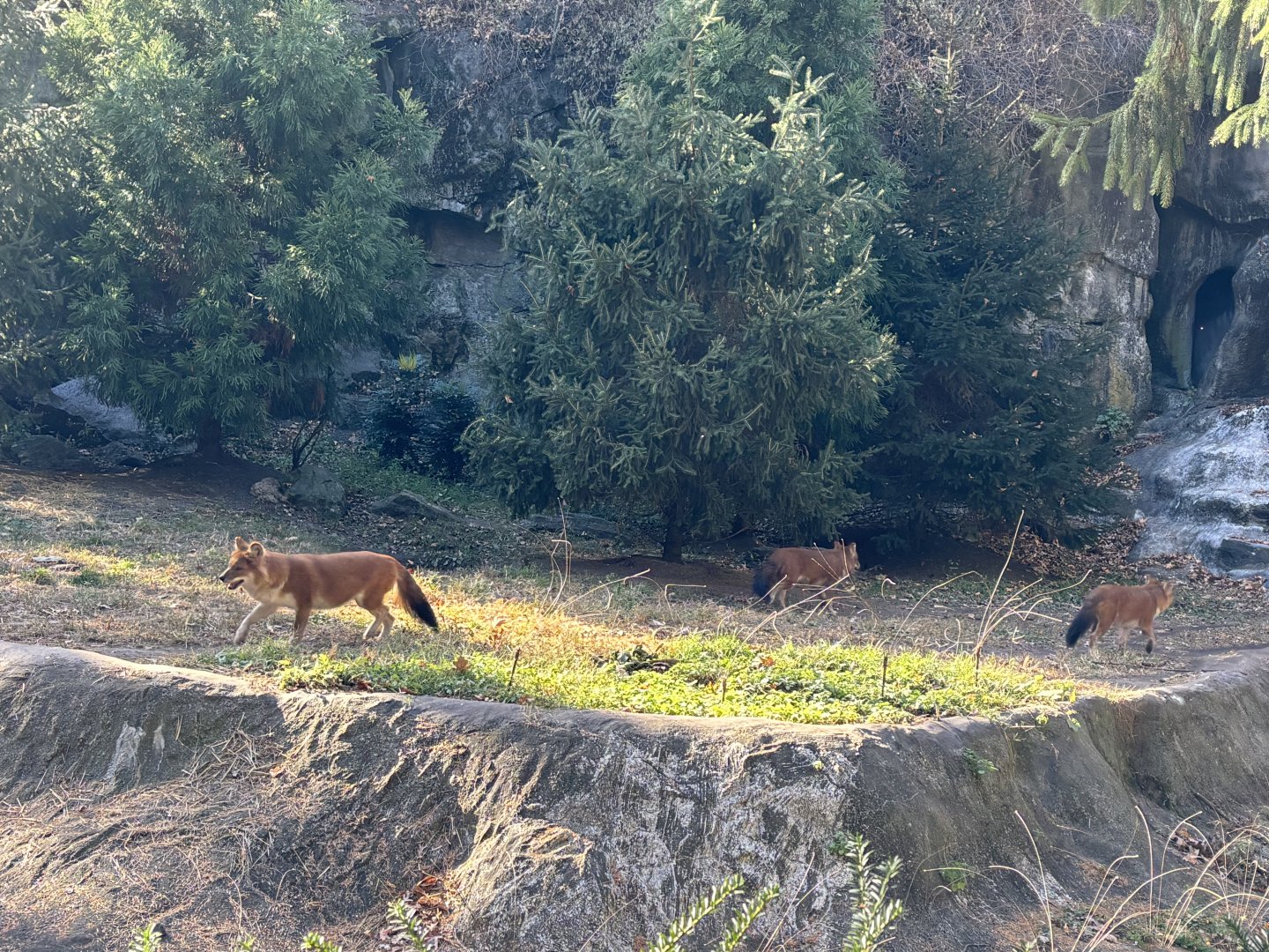 Dholes