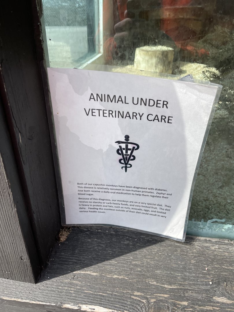 Diabetic Capuchins Sign